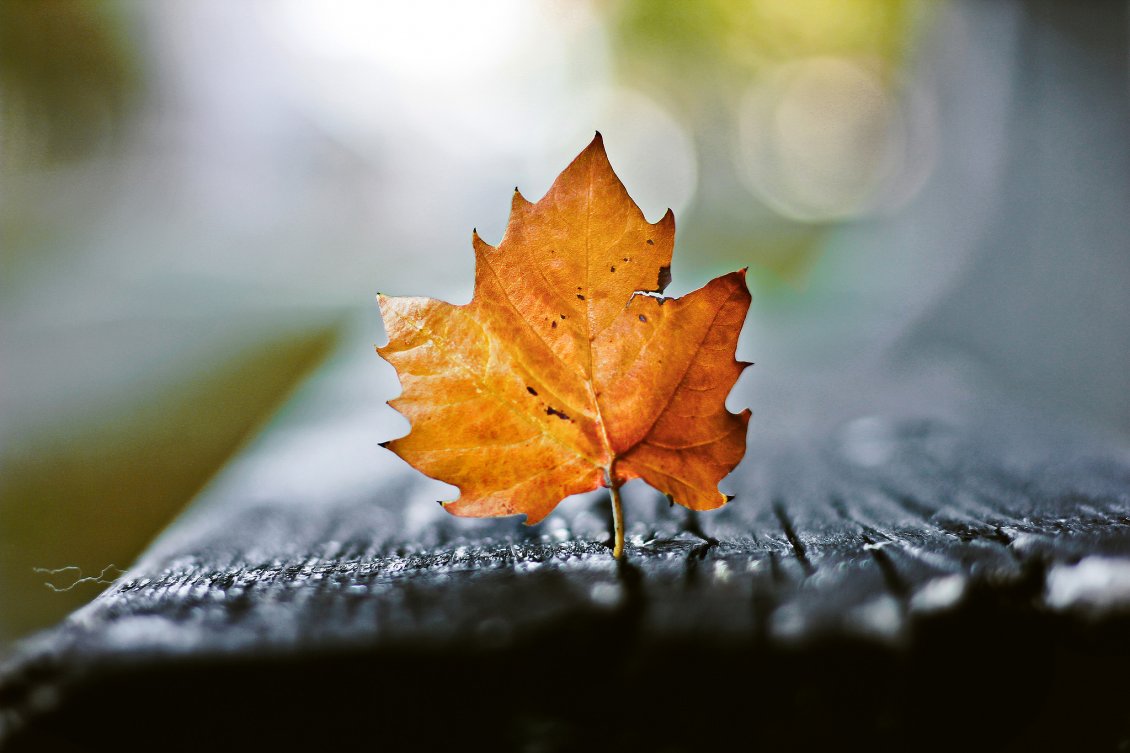 Download Wallpaper Amber macro leaf - wonderful Autumn season