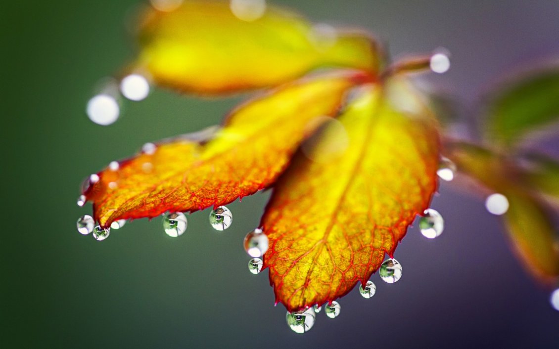 Download Wallpaper Macro water drops on the Autumn leaves - HD wallpaper
