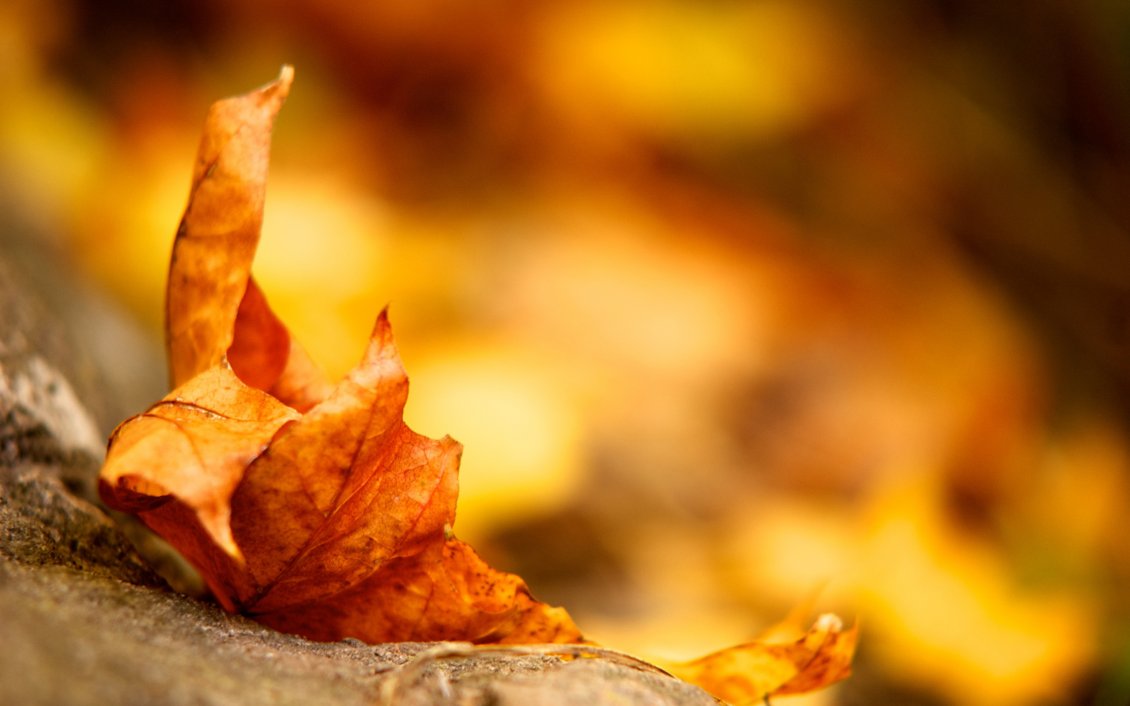 Download Wallpaper Golden Autumn leaf - wonderful background
