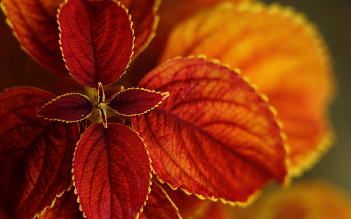 Download Wallpaper Wonderful macro amber flower - Autumn season