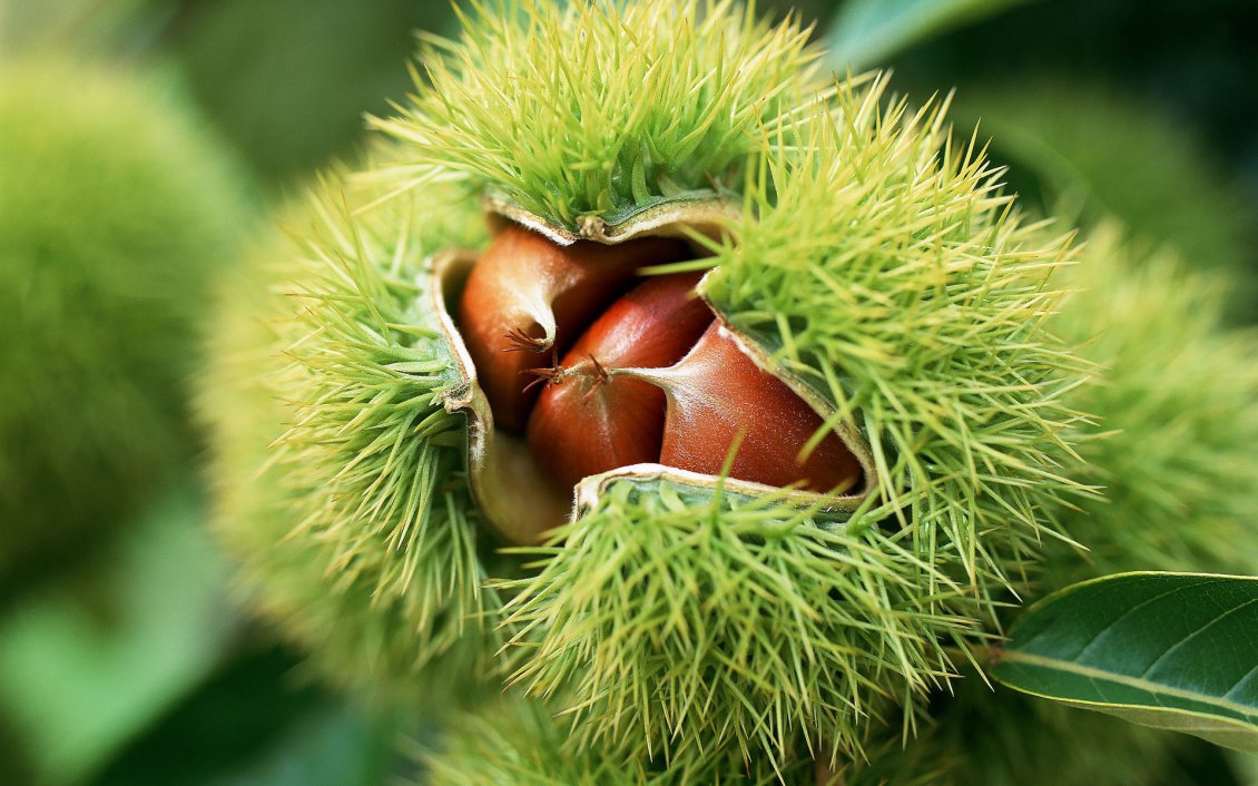 Download Wallpaper Wonderful of the nature - chestnuts in the shell