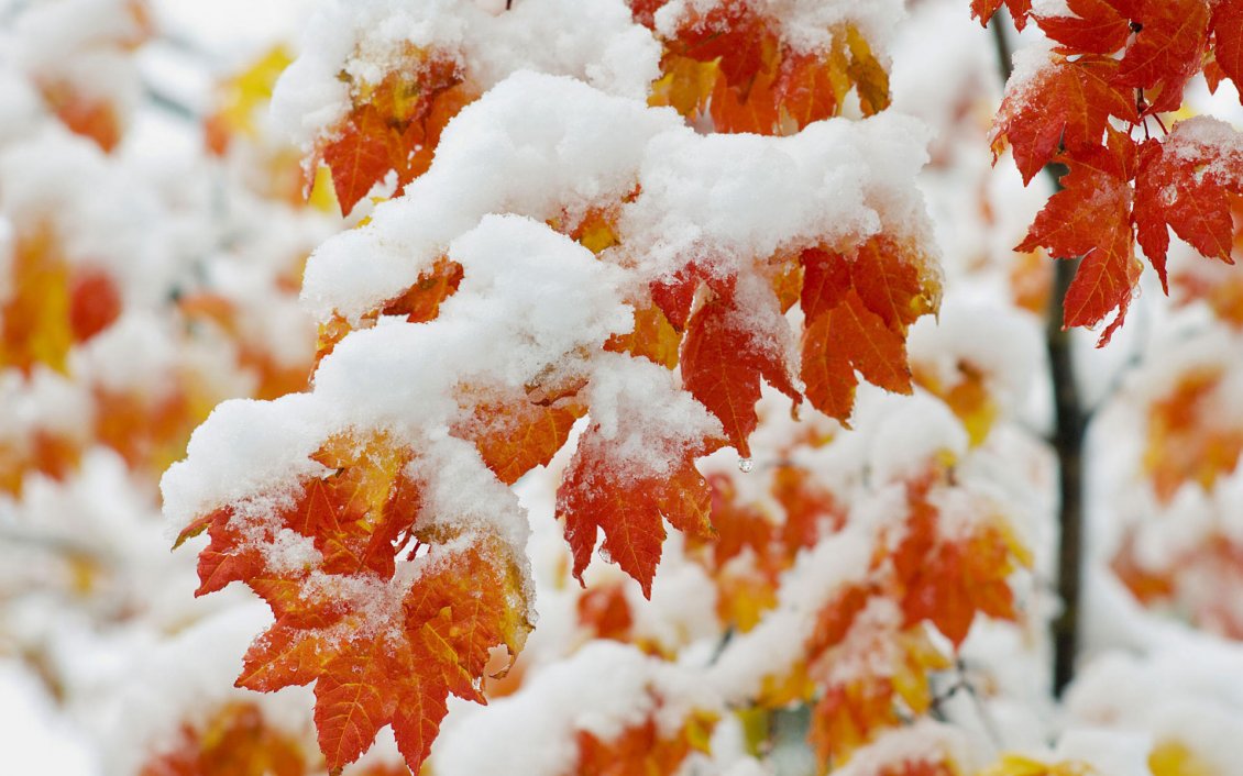 Download Wallpaper First snow over the wonderful Autumn leaves