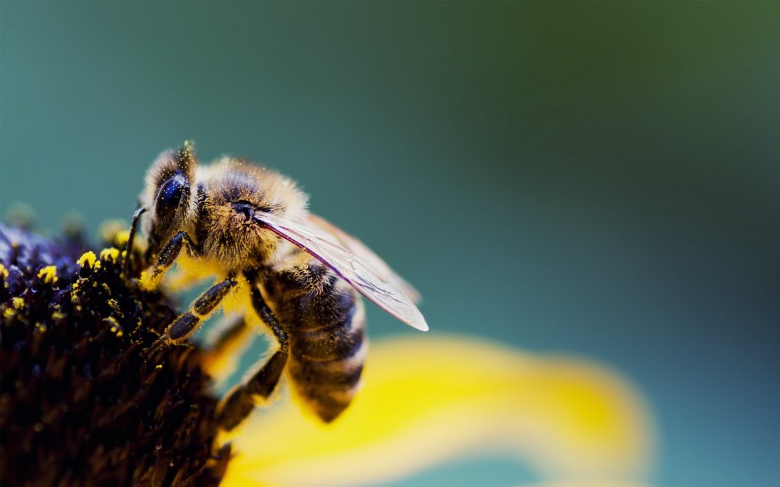 Download Wallpaper Wonderful Macro bee on a flower