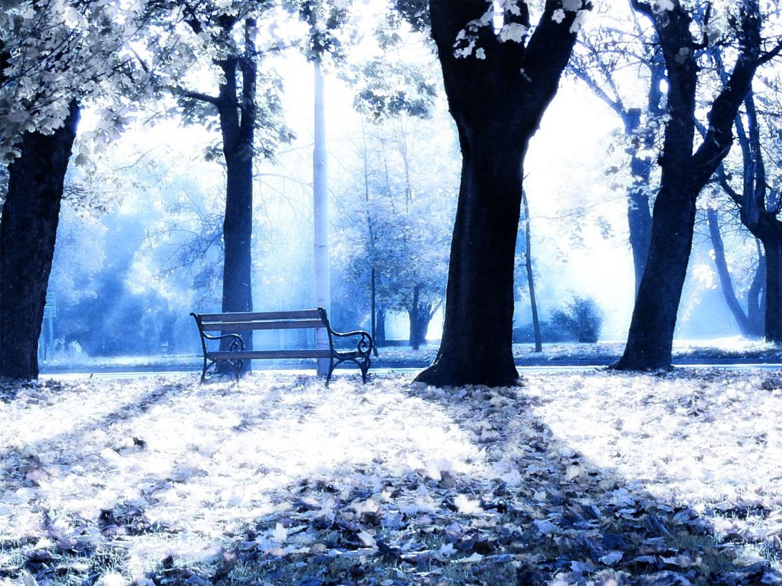Download Wallpaper Sunny winter day in the park - White nature wallpaper