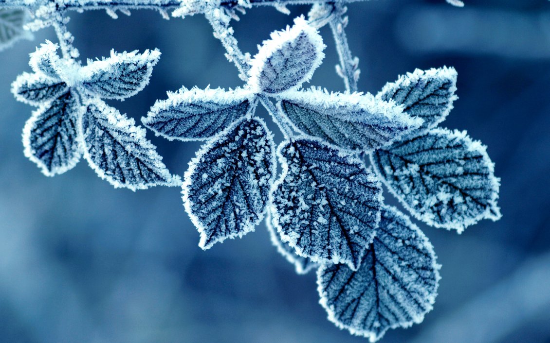 Download Wallpaper Wonderful frozen leaves - Cold winter season