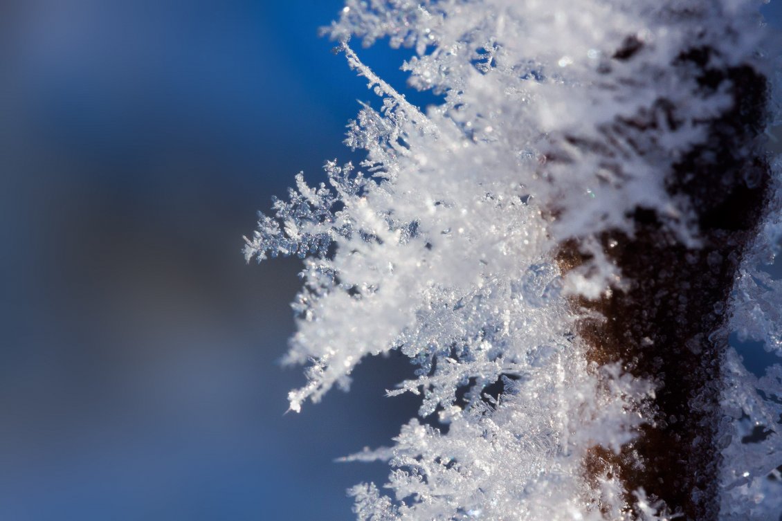 Download Wallpaper Macro ice flowers - miracles of the nature