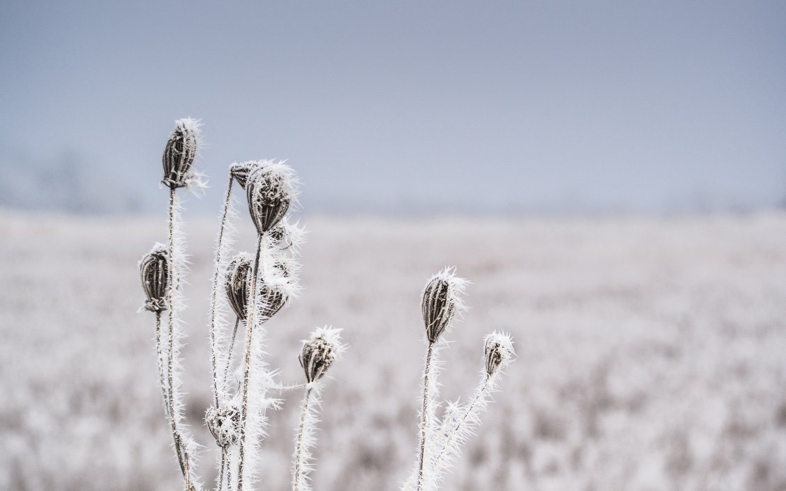 Download Wallpaper Macro frozen grass - white nature in winter season