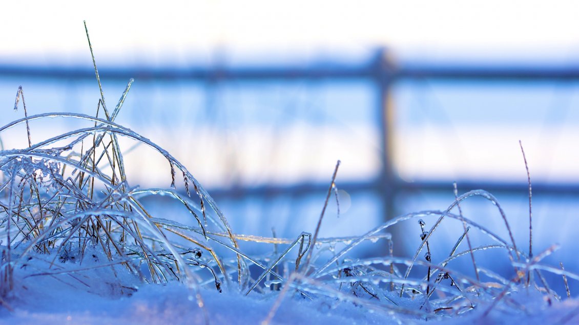 Download Wallpaper Macro frozen grass - blurry winter season