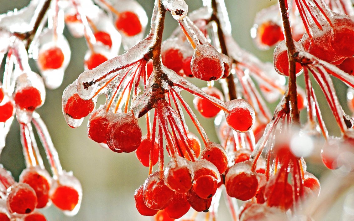 Download Wallpaper Macro frozen red winter fruits - HD wallpaper