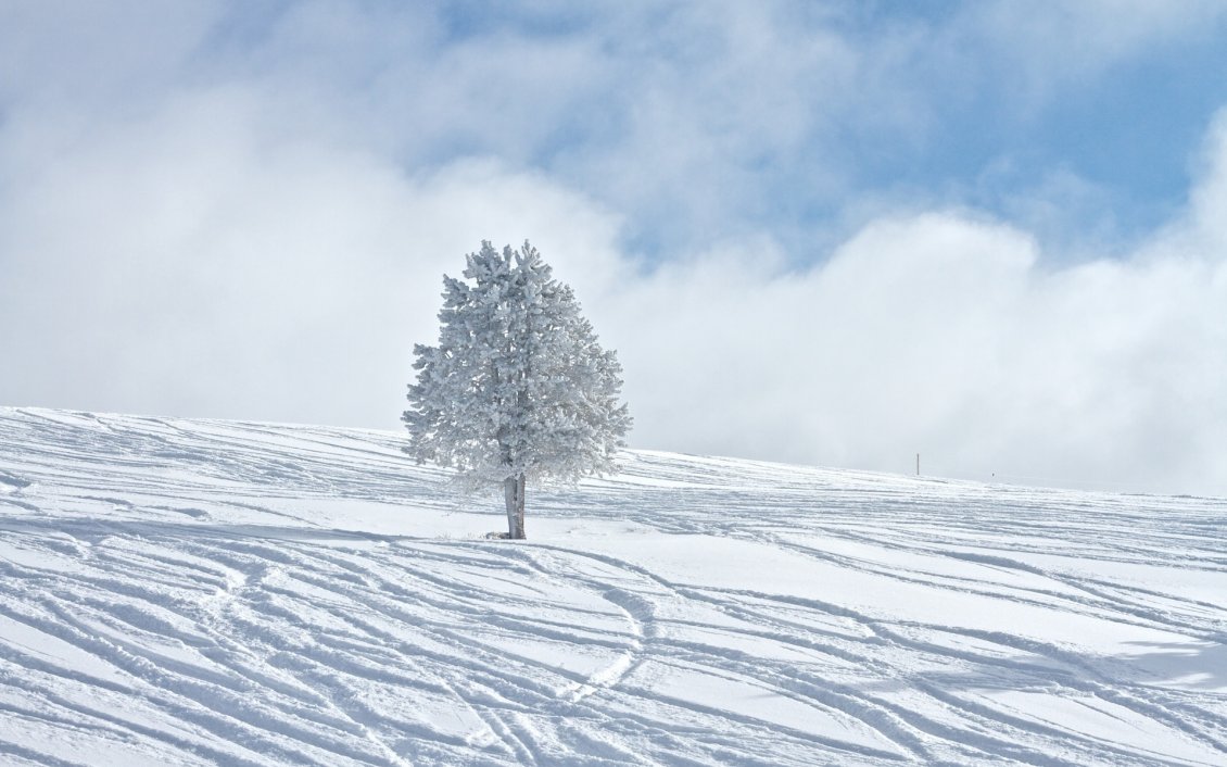 Download Wallpaper One white tree in the middle of the snow - HD wallpaper