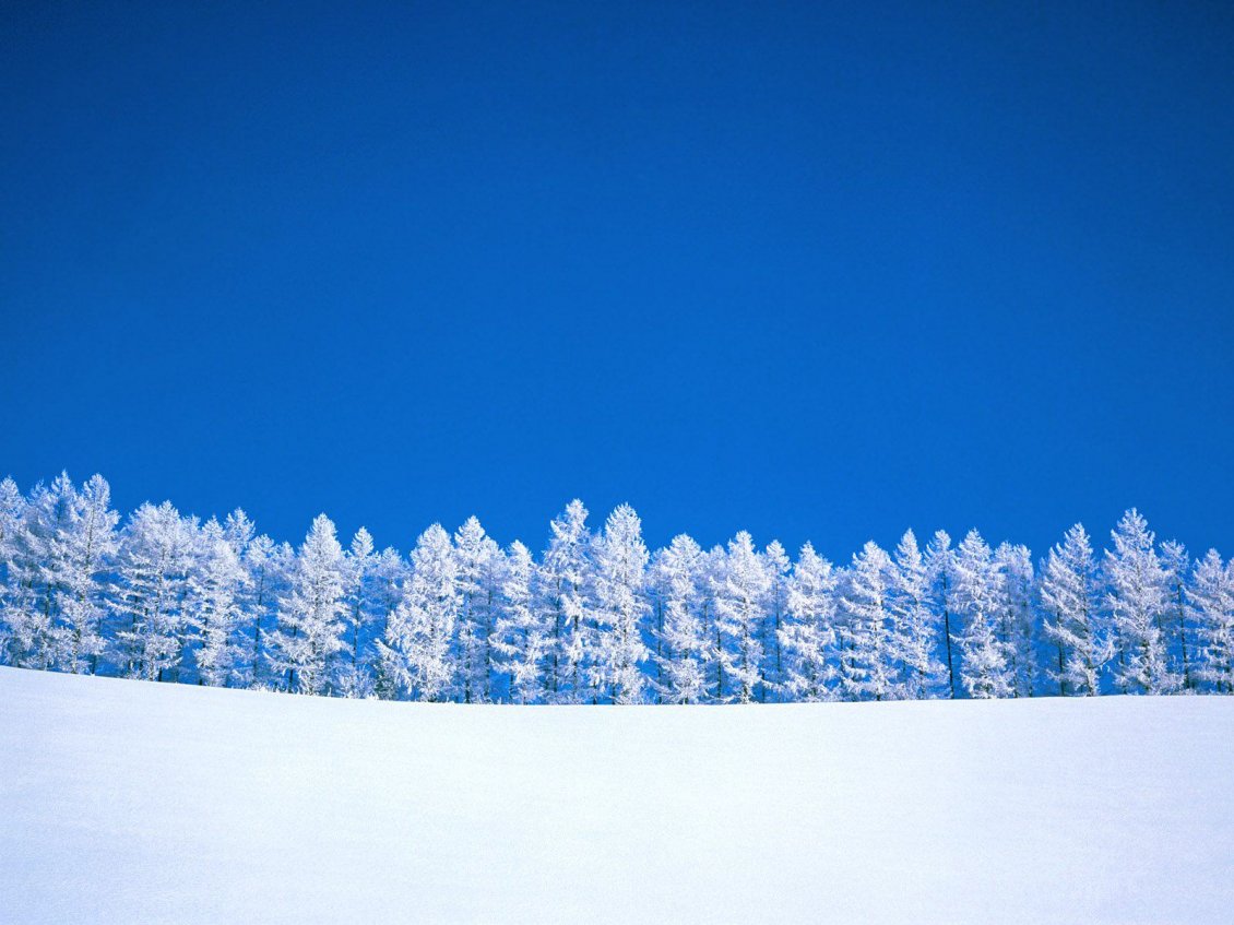Download Wallpaper White forest and a wonderful blue sky