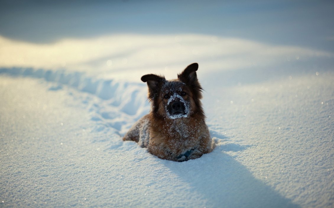 Download Wallpaper Walk through the snow - little dog