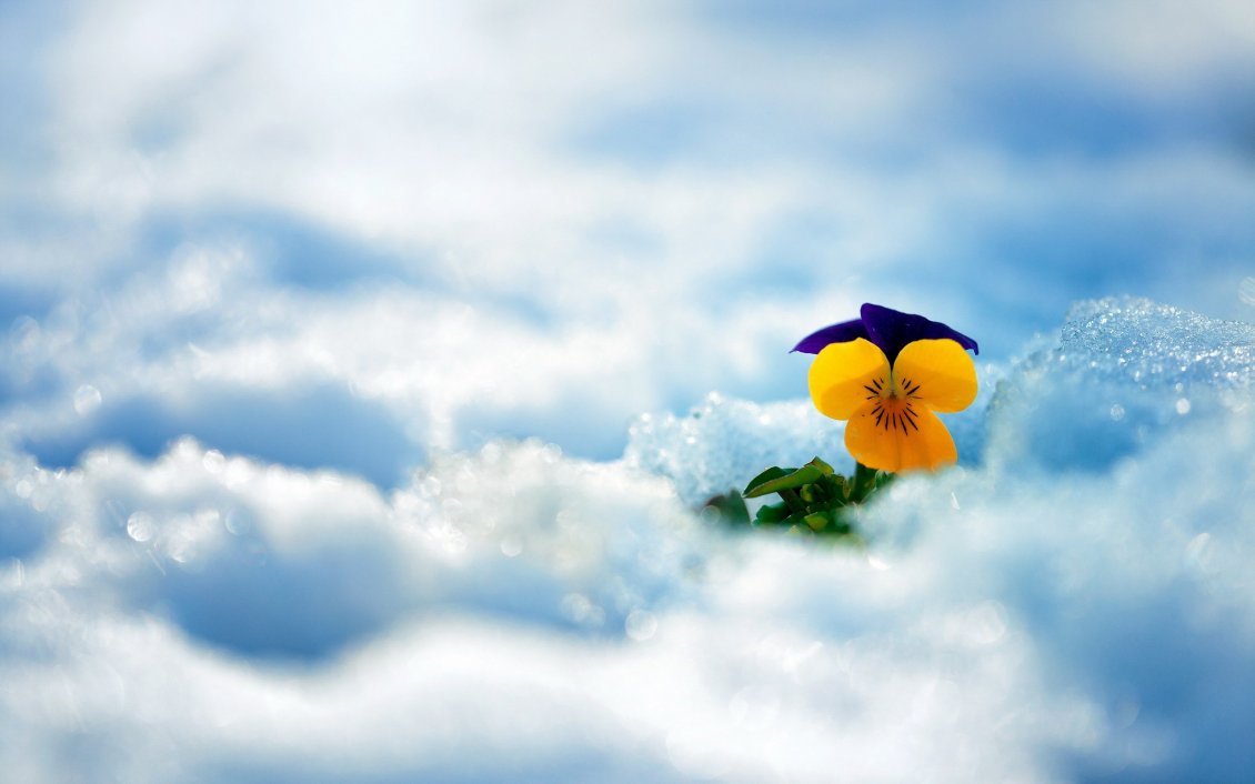 Download Wallpaper Yellow and purple pansies in the white snow