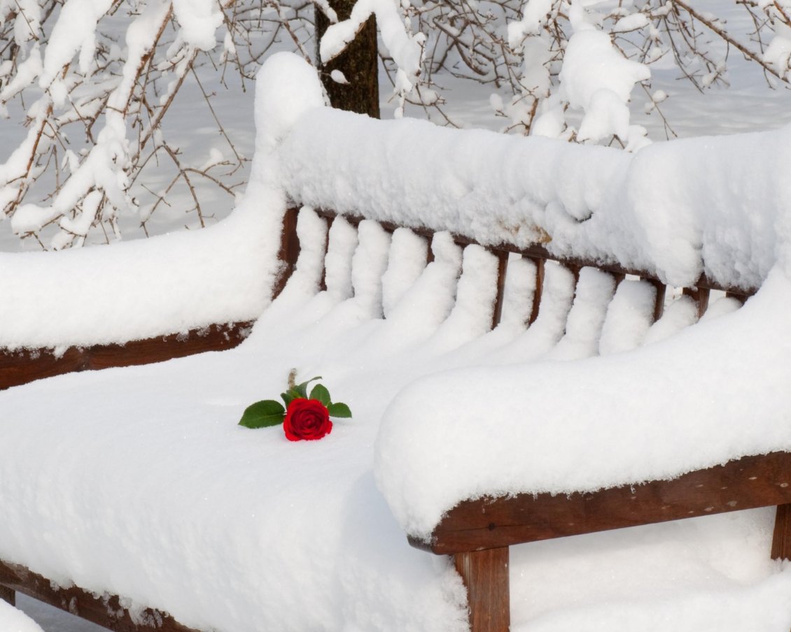 Download Wallpaper Red rose on a bench full with snow in the park