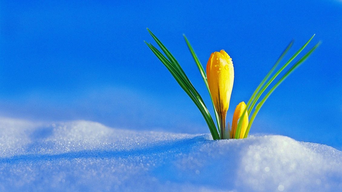 Download Wallpaper Yellow flowers under the cold snow -Winter and spring season