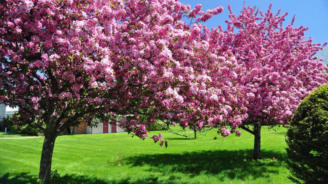 Download Wallpaper Blossom trees in the garden - Spring season HD