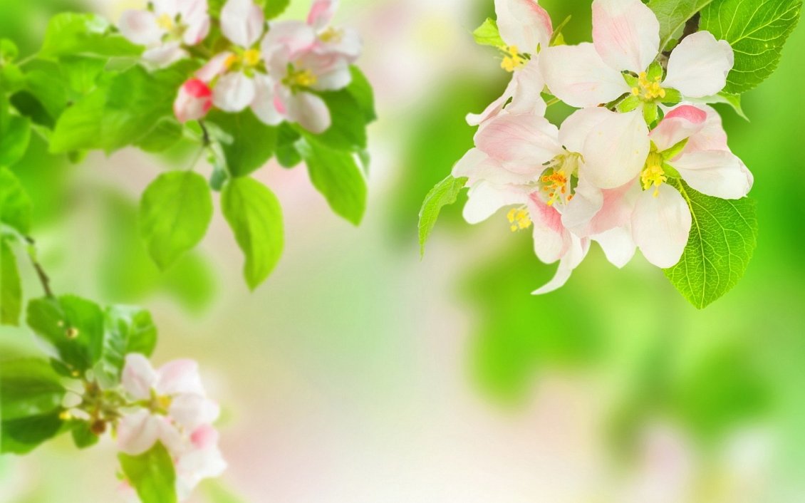 Download Wallpaper Spring perfume on the blossom trees - HD wallpaper