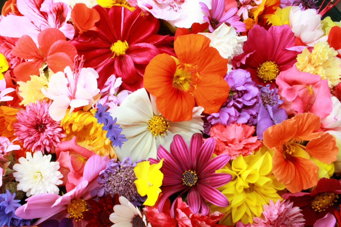 Download Wallpaper Colorful flower carpet - HD Spring wallpaper