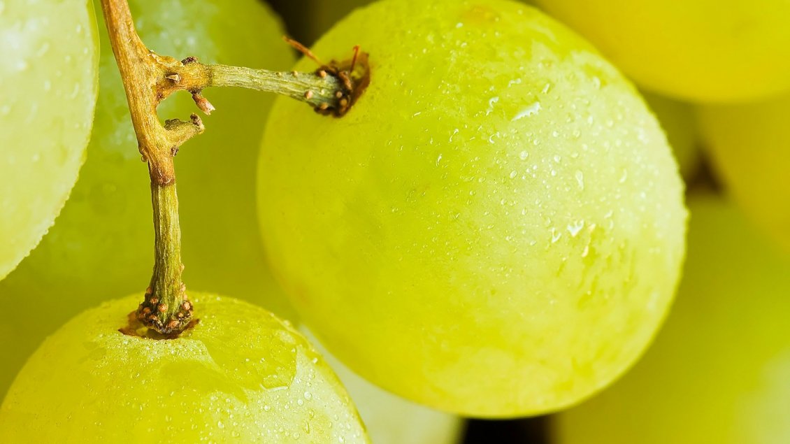 Download Wallpaper Delicious white grapes - Macro fruits wallpaper