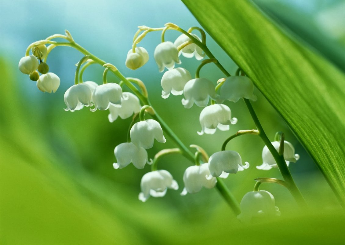 Download Wallpaper Spring perfume of wonderful white flowers - Lily