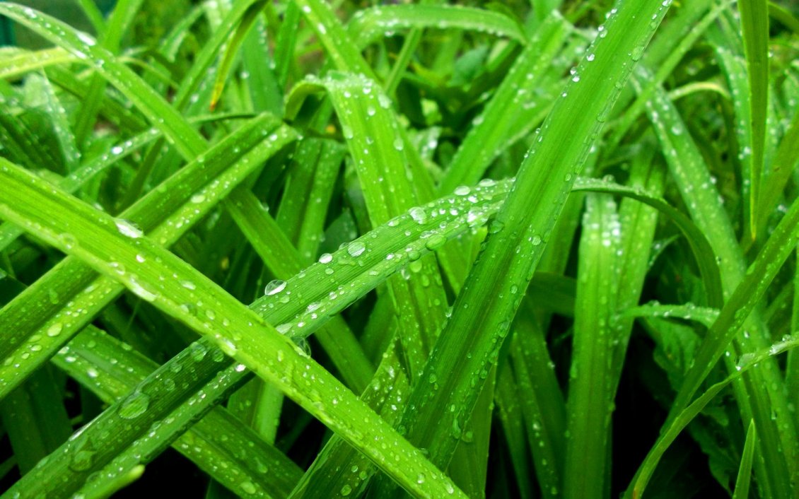 Download Wallpaper Fresh grass in the spring morning - Macro water drops