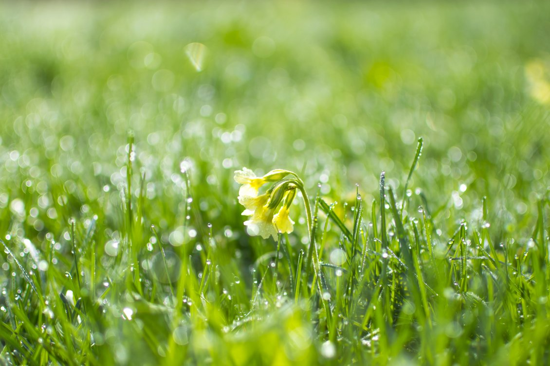 Download Wallpaper Spring flowers in the green garden - Macro water drops