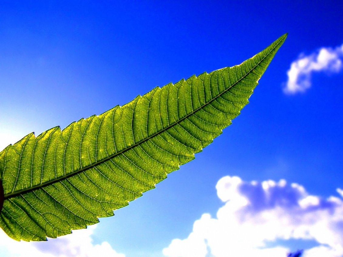 Download Wallpaper Big green leaf in the light of sun - Blue sky wallpaper