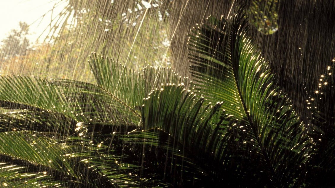 Download Wallpaper Tropical rain in Ecuador - Big water drops over the plants