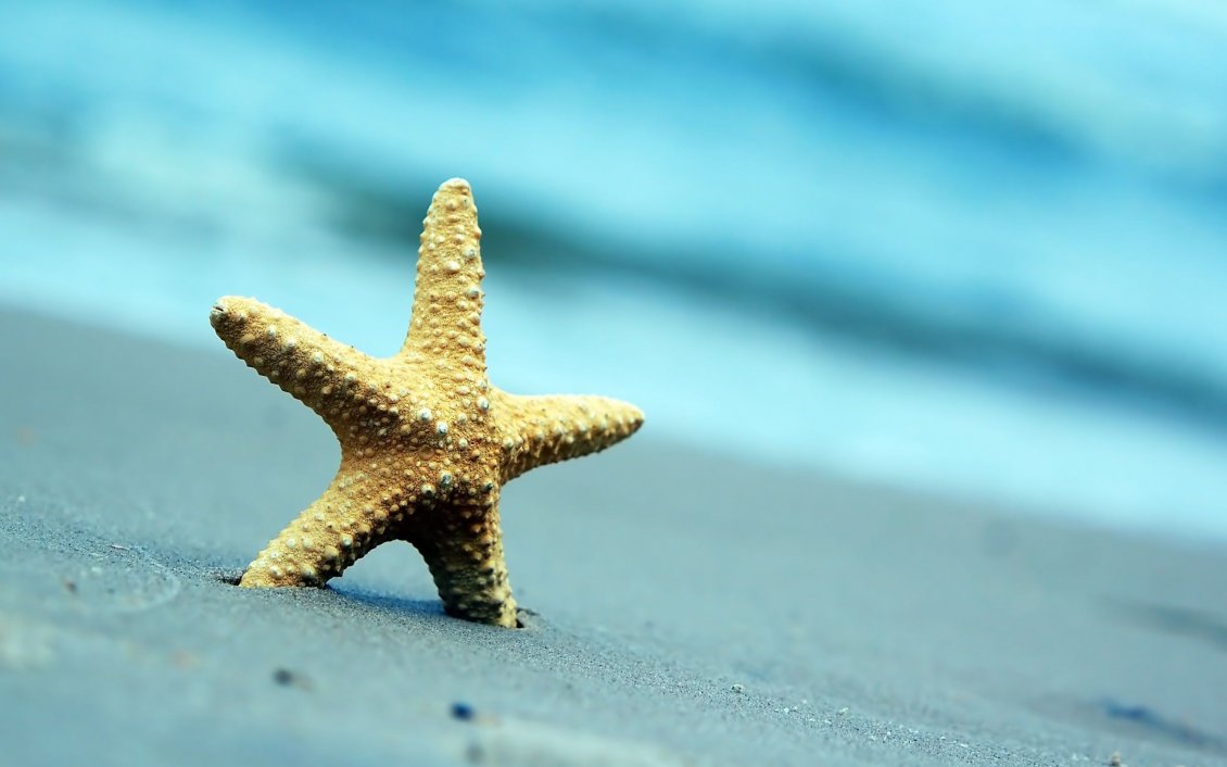 Download Wallpaper Beautiful starfish in the golden sand - Macro summer holiday