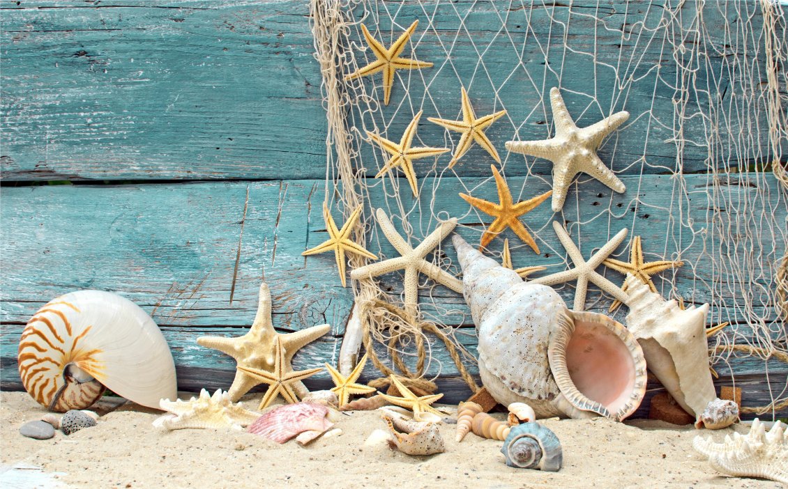 Download Wallpaper Seashells and starfish on the boat - Summer Holiday at sea