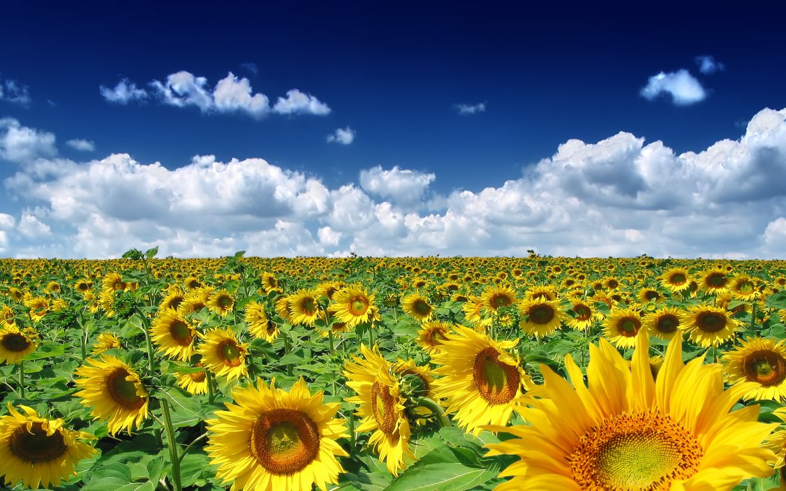 Download Wallpaper Golden Sunflower field in a summer hot day