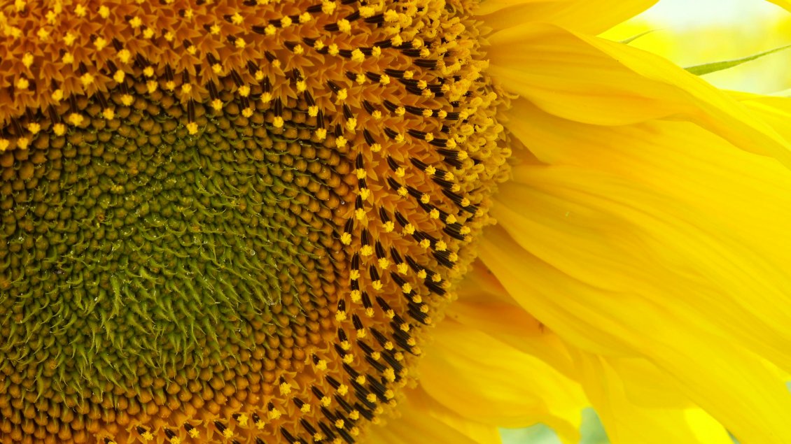 Download Wallpaper Wonderful yellow flower - Macro Sunflower
