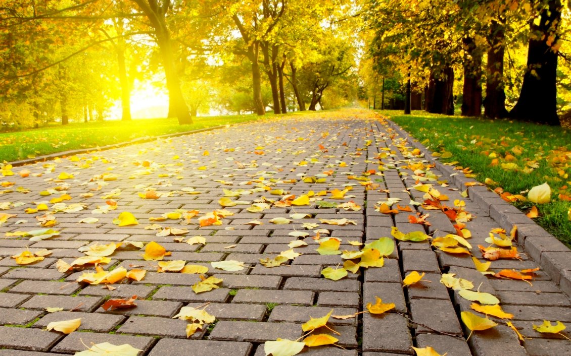 Download Wallpaper Autumn leaves on the path in the park - HD wallpaper