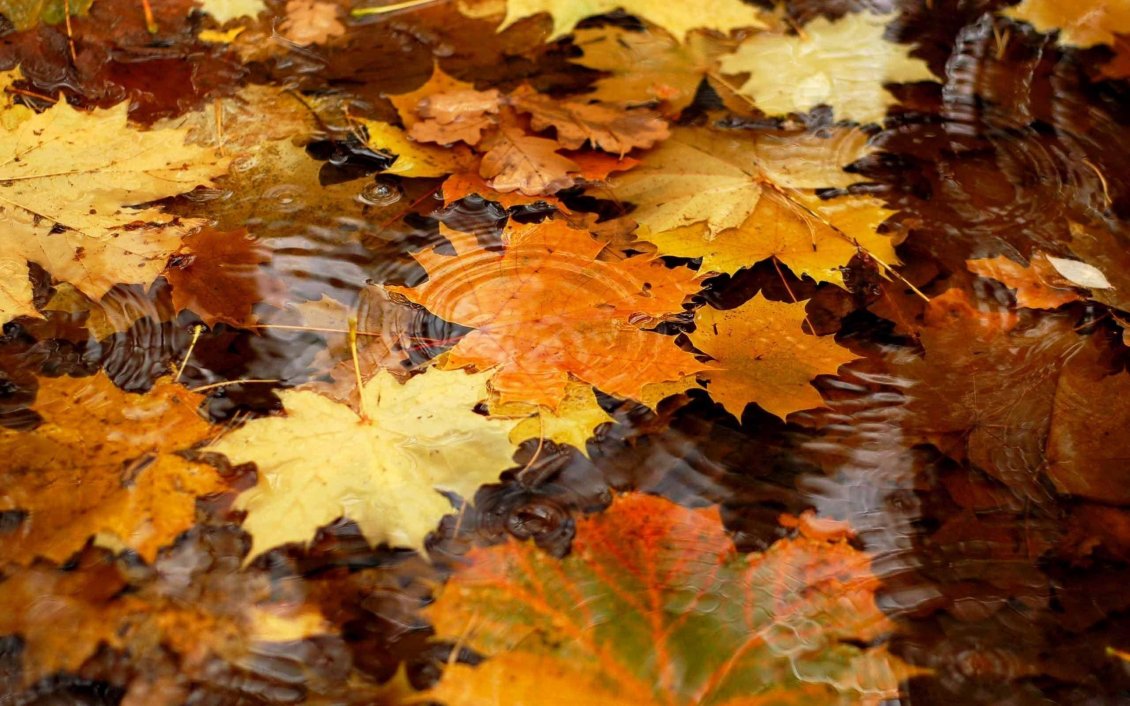Download Wallpaper Autumn leaves in the rain water - HD wallpaper