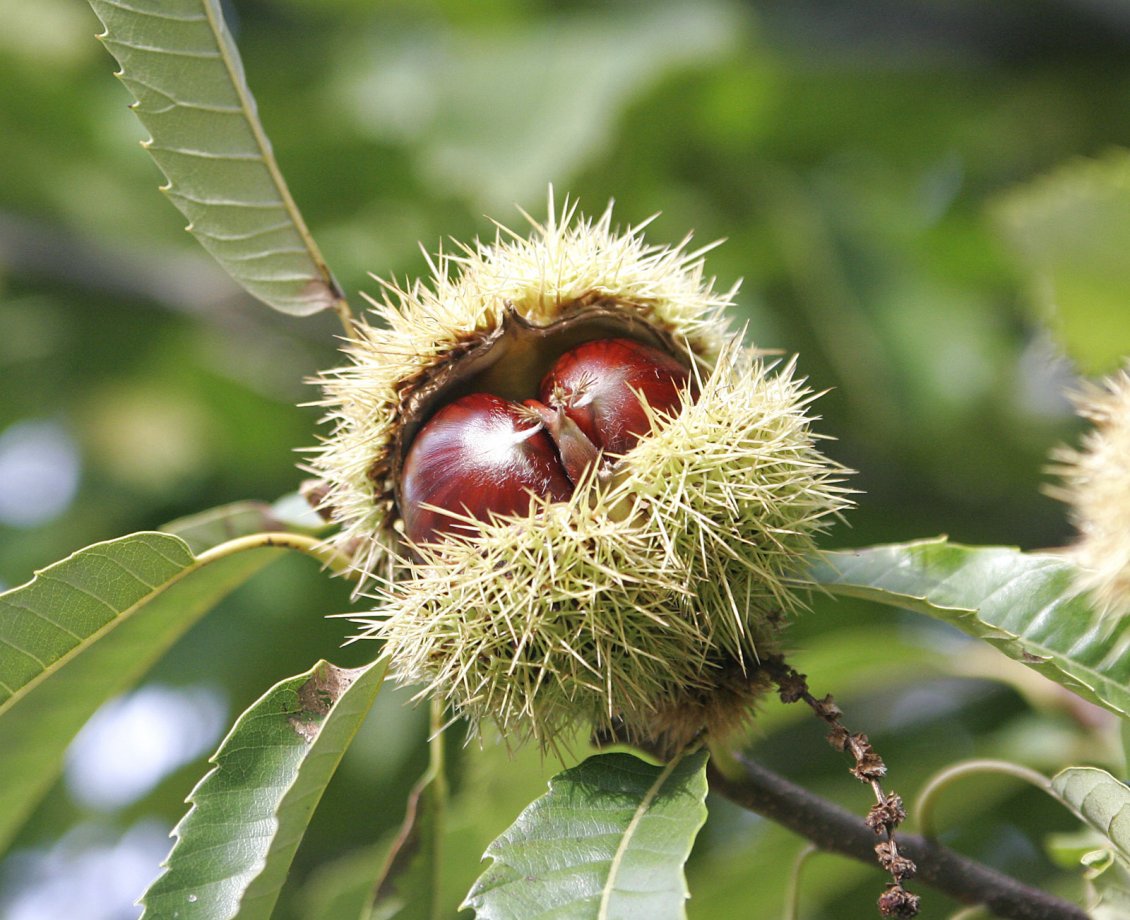 Download Wallpaper Two chestnuts in one house - Twins Autumn fruits