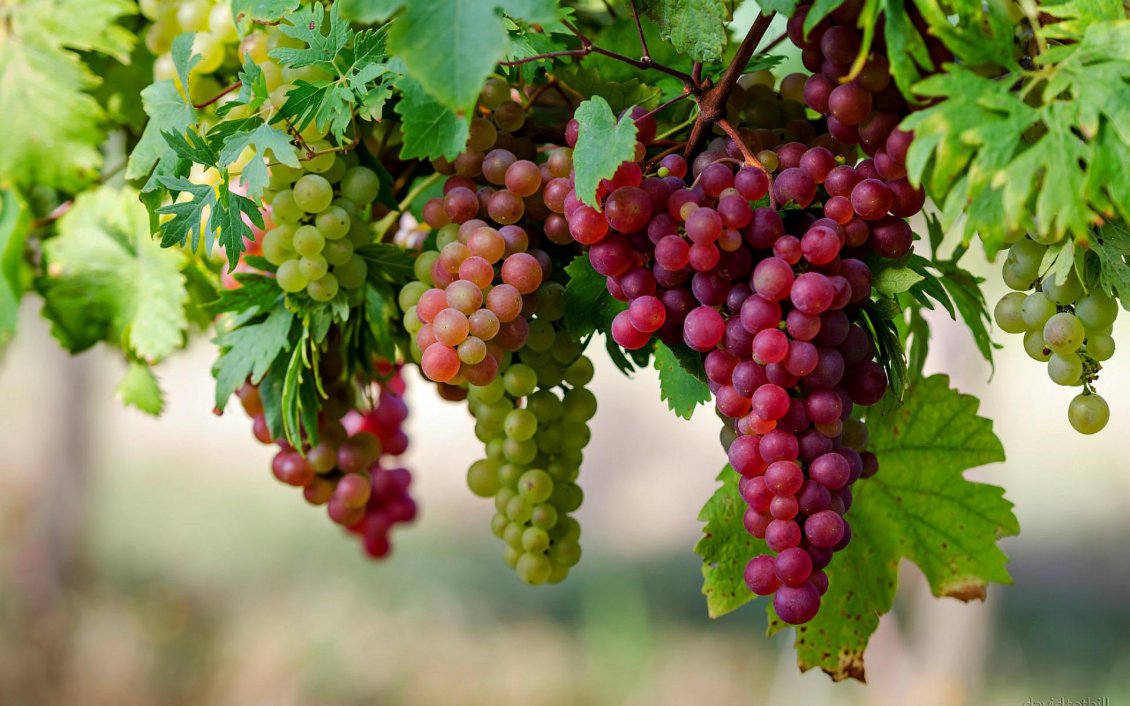 Download Wallpaper White and rose grape vine -Delicious fruits of Autumn season