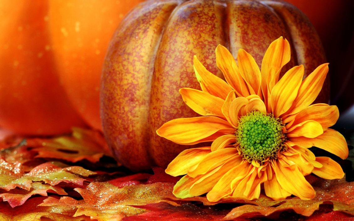 Download Wallpaper Orange Autumn flower and a pumpkin in the background