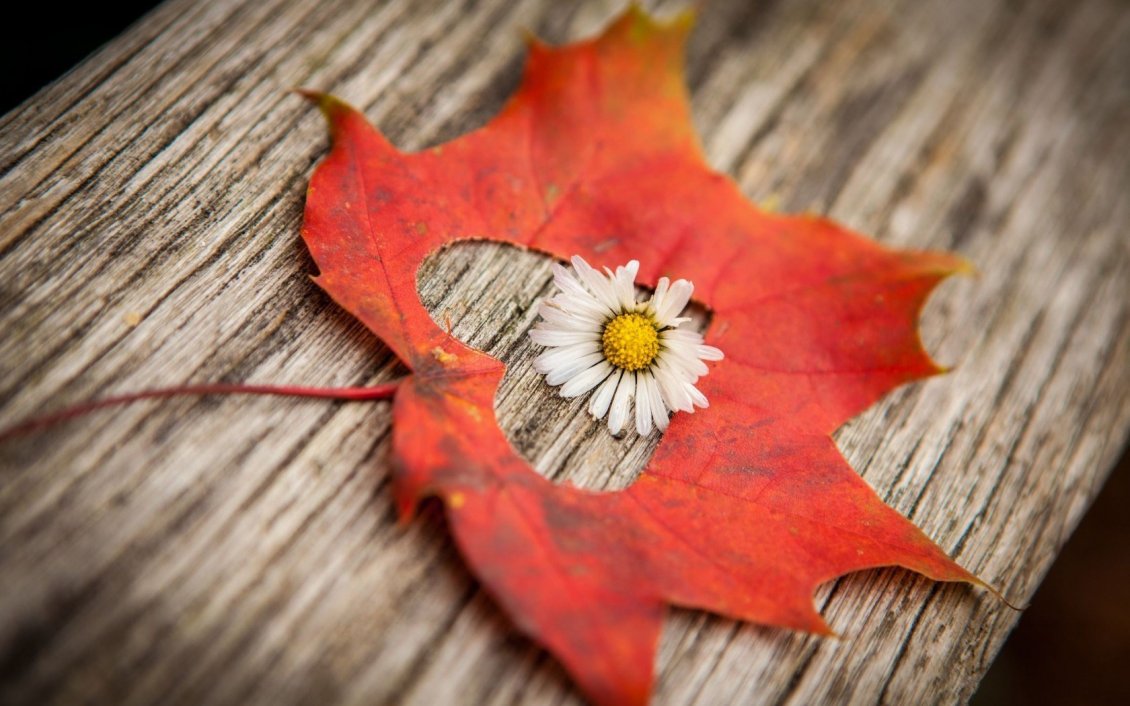 Download Wallpaper Little white flower in the middle of an Autumn leaf - Heart