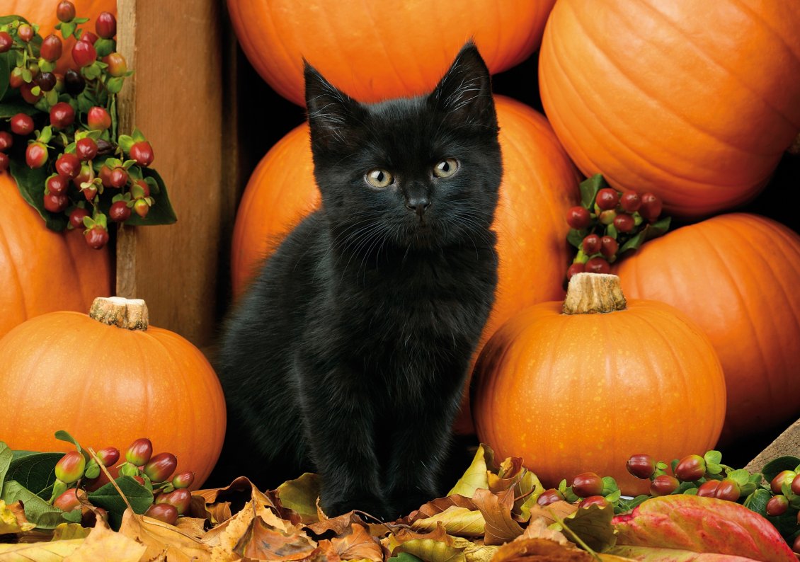 Download Wallpaper Dark cat and orange pumpkins - HD Halloween night