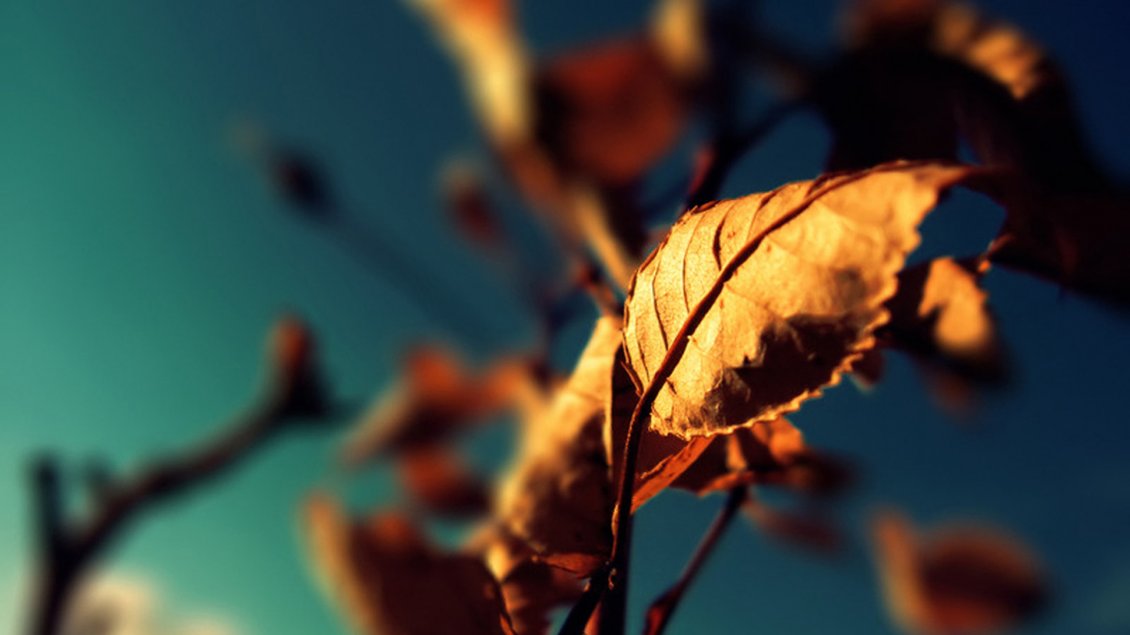 Download Wallpaper Rusty Autumn leaf in the sunlight - Blurry background