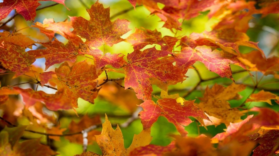 Download Wallpaper Rusty Autumn leaves - Wonderful season nature