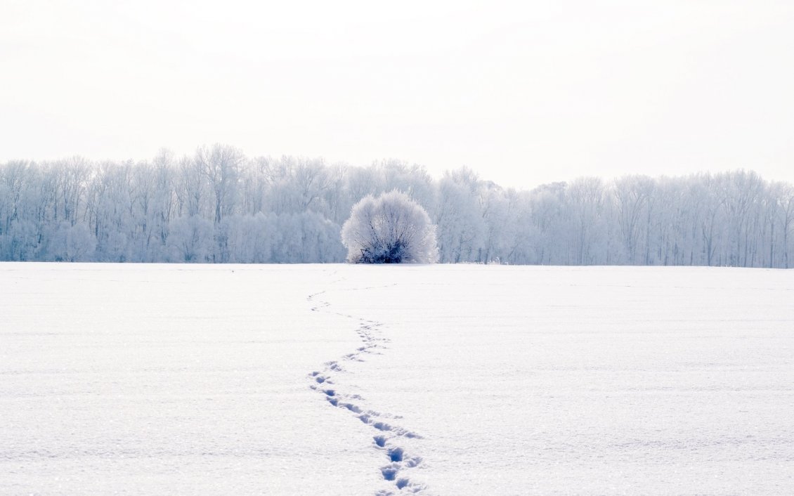 Download Wallpaper Traces in the snow - Wonderful white winter season