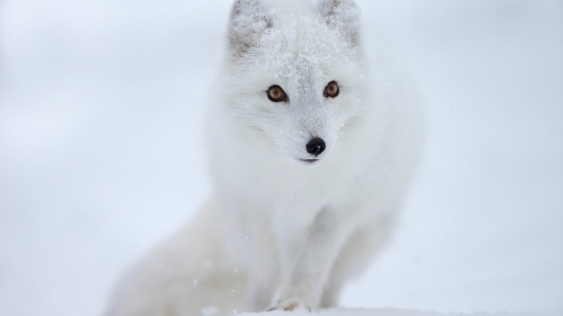Download Wallpaper White fox in the snow - HD wild animal wallpaper
