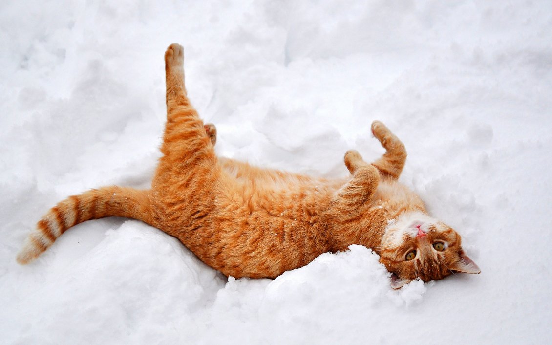 Download Wallpaper Rusty cat play in the white and cold snow - HD wallpaper