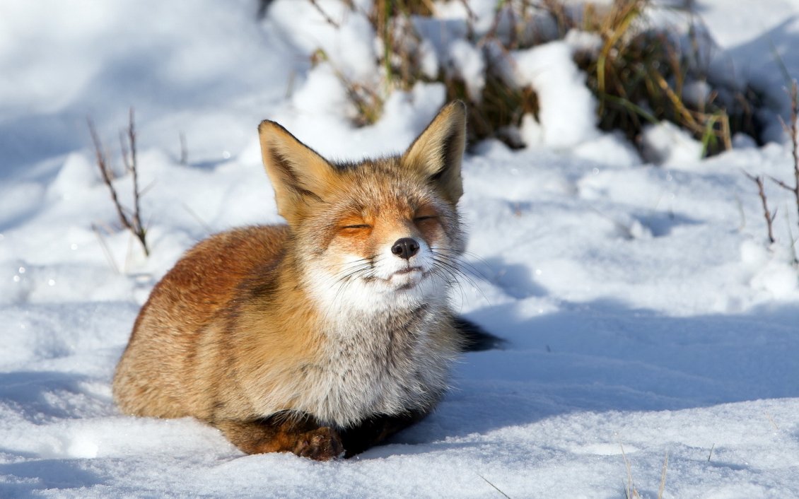 Download Wallpaper Little red fox stay in the sun - HD winter wallpaper