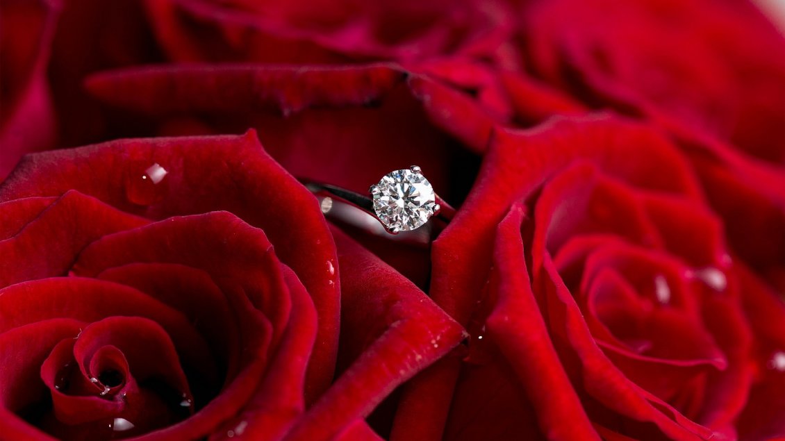 Download Wallpaper Silver ring for marriage and beautiful red roses