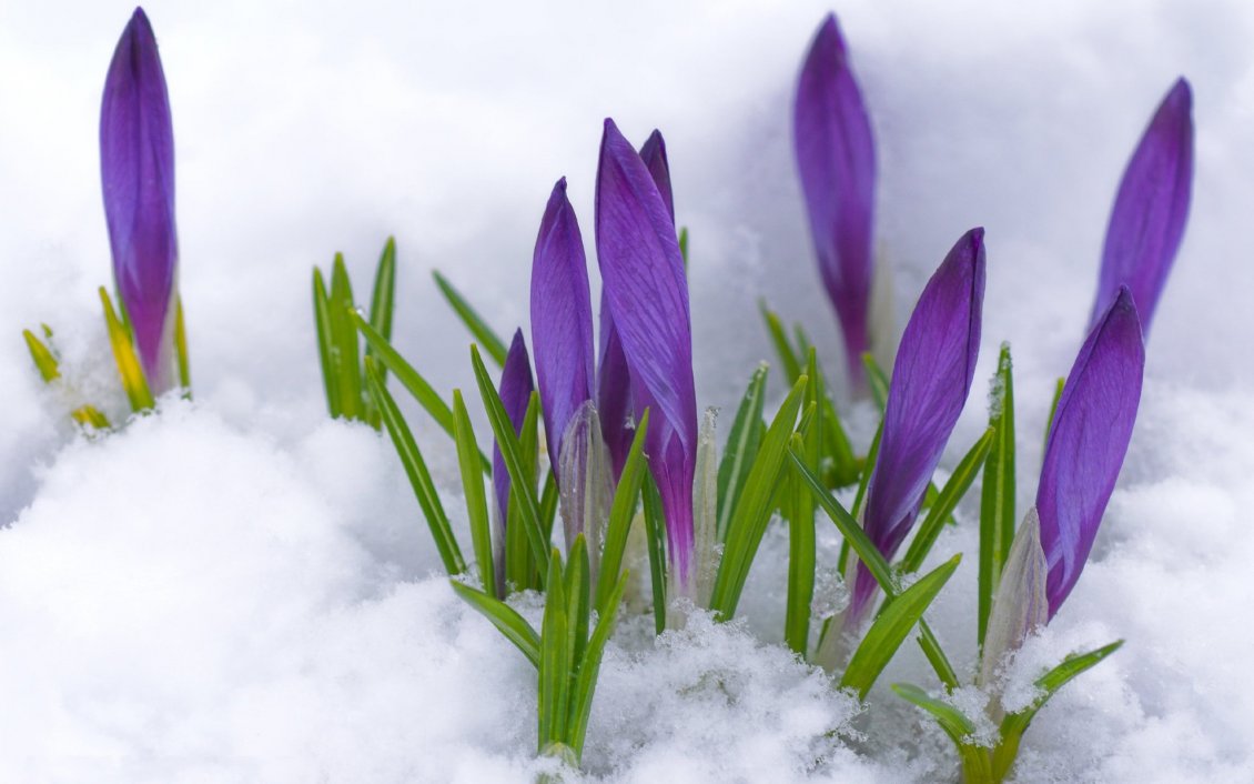 Download Wallpaper Purple flowers under the cold snow - Winter and Spring time