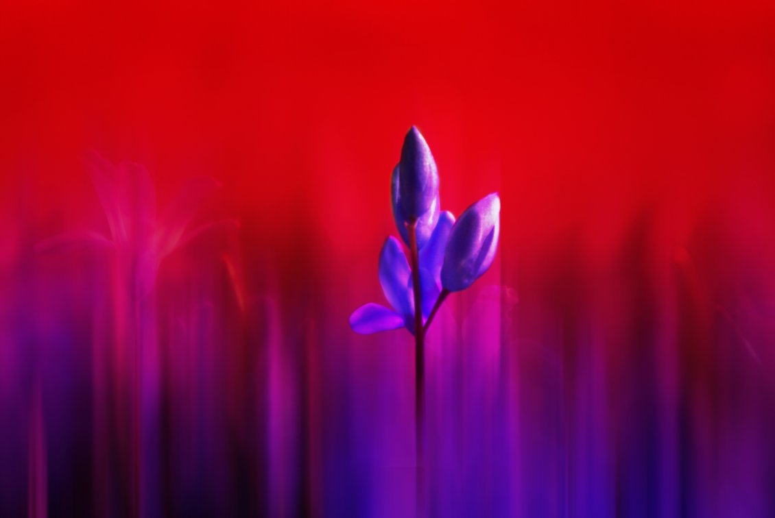 Download Wallpaper Purple flower - Wonderful nature
