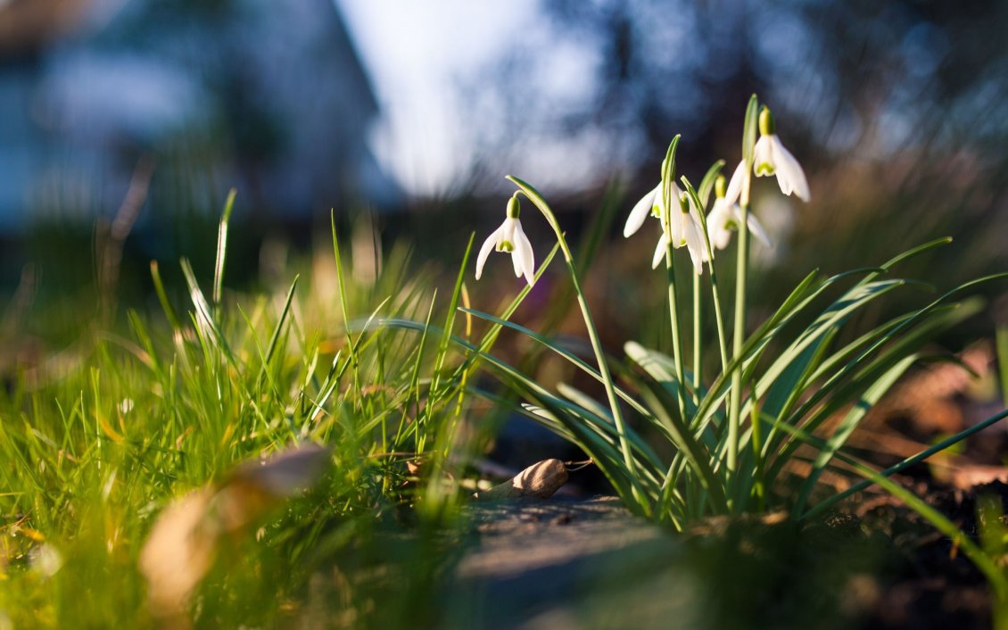 Download Wallpaper Snowdrops in sunshine - Beautiful spring flowers