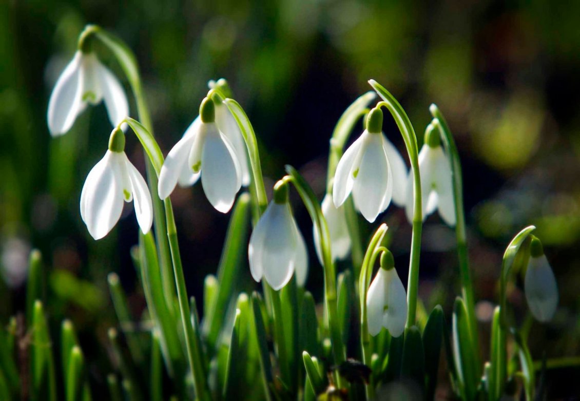 Download Wallpaper Sunny spring day - Wonderful snowdrops in the nature